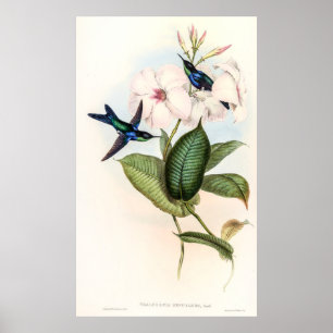 Hummingvogels door John Gould Poster