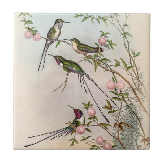 Hummingvogels door John Gould Tegeltje (Voorkant)