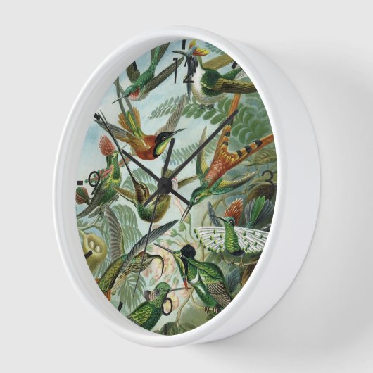 Hummingvogels - Ernst Haeckel (Hoek)