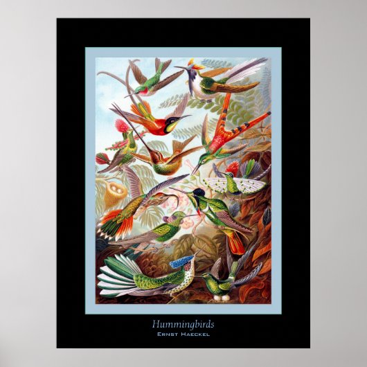 Hummingvogels ~ Ernst Haeckel Poster (Voorkant)