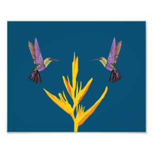 Hummingvogels Foto Afdruk