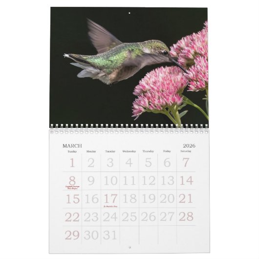 Hummingvogels Grote Vogelstand Kalender (Mar 2026)