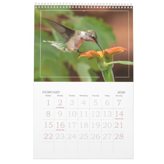Hummingvogels Grote Vogelstand Kalender (Feb 2026)