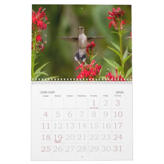 Hummingvogels Grote Vogelstand Kalender (Jan 2026)