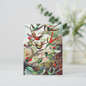 Hummingvogels, illustratie briefkaart (Staand voorkant)