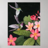 Hummingvogels in de Plumeria Poster (Voorkant)