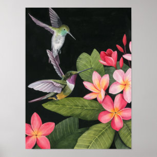 Hummingvogels in de Plumeria Poster