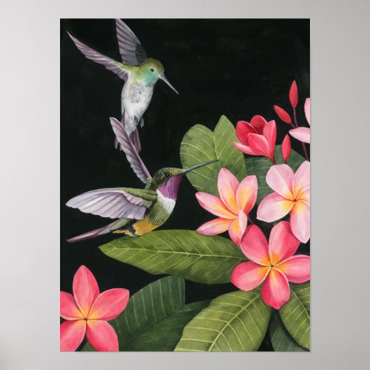 Hummingvogels in de Plumeria Poster (Voorkant)