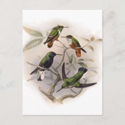 Hummingvogels in de vlucht briefkaart (Voorkant)