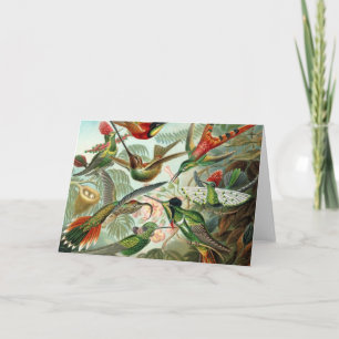 Hummingvogels Kaart