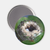 Hummingvogels Nest en Egg Foto Magneet (Voorkant / Achterkant)