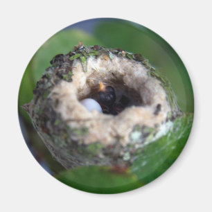 Hummingvogels Nest en Egg Foto Magneet