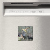 Hummingvogels op feeder Flying Magnet (Insitu (Vaatwasser))