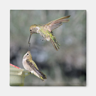 Hummingvogels op feeder Flying Magnet