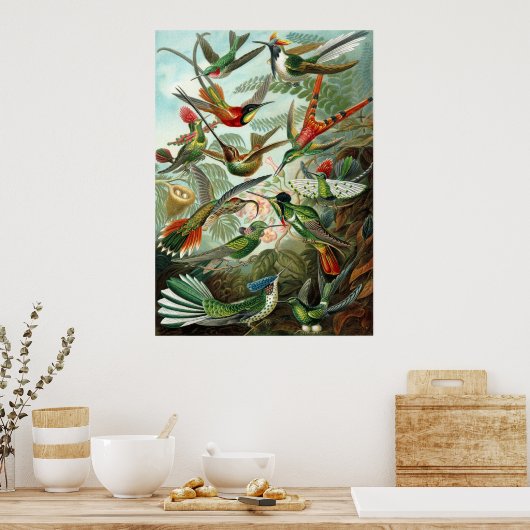 Hummingvogels Poster (Keuken)