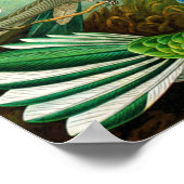 Hummingvogels Poster (Hoek)