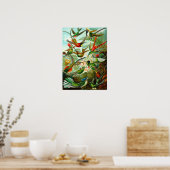 Hummingvogels Poster (Keuken)