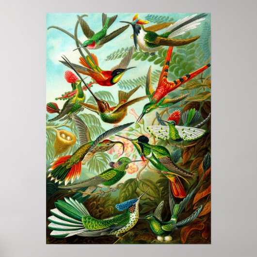 Hummingvogels Poster (Voorkant)