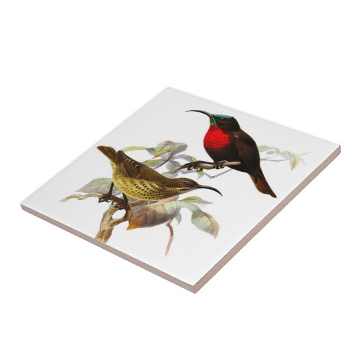 Hummingvogels Tegeltje (Zijkant)