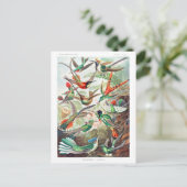 Hummingvogels Trochilidae Kolibris door Ernst Haec Briefkaart (Staand voorkant)