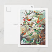 Hummingvogels Trochilidae Kolibris door Ernst Haec Briefkaart (Voorkant / Achterkant)