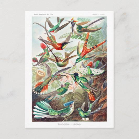 Hummingvogels Trochilidae Kolibris door Ernst Haec Briefkaart (Voorkant)