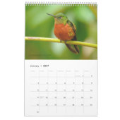 Hummingvogels van de Ecuadoraanse kalender (Jan 2027)