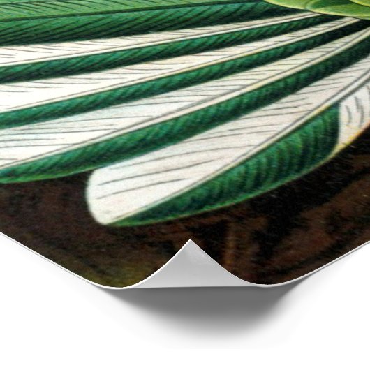 Hummingvogels van Ernst Haeckel Poster (Hoek)