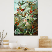 Hummingvogels van Ernst Haeckel Poster (Keuken)