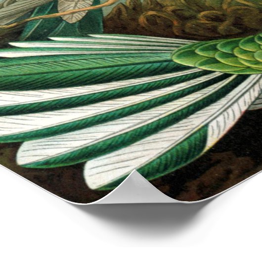 Hummingvogels van Ernst Haeckel Poster (Hoek)