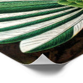 Hummingvogels van Ernst Haeckel Poster (Hoek)