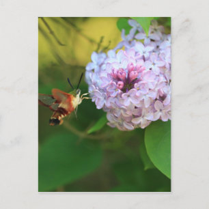 Hummmingbird Moth Briefkaart