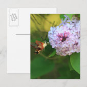 Hummmingbird Moth Briefkaart (Voorkant / Achterkant)