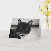Humor Tuxedo Cat Birthday Card (sjabloon) Kaart (Gele Bloem)