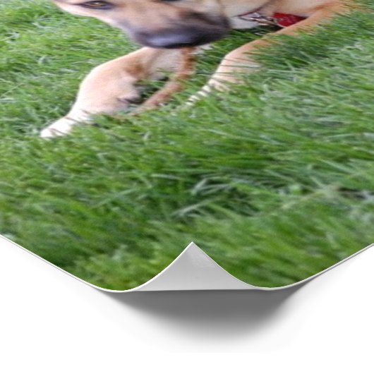 Humor van herder poster (Hoek)