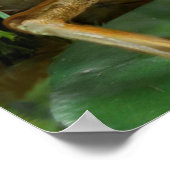 Humorische kikkervissoxophone poster (Hoek)