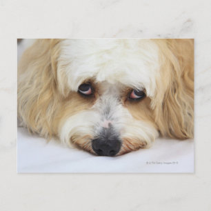 humoristische close-up bichon frise dog briefkaart