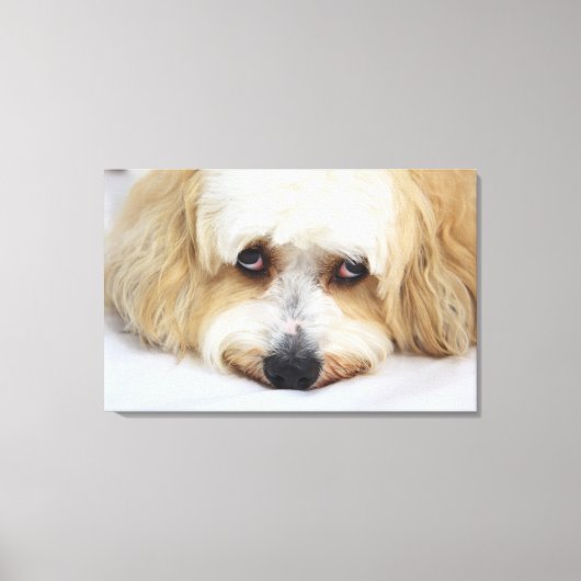 humoristische close-up bichon frise dog canvas afdruk (Voorkant)