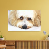 humoristische close-up bichon frise dog canvas afdruk (Insitu (Woonkamer))