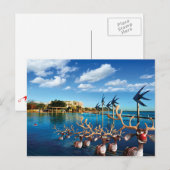 Humoristische Post Kaarten van de pelgrimstocht va Feestdagenkaart (Voorkant / Achterkant)