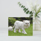 Humoureus White Persian Cat Briefkaart (Staand voorkant)