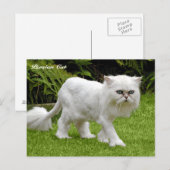 Humoureus White Persian Cat Briefkaart (Voorkant / Achterkant)