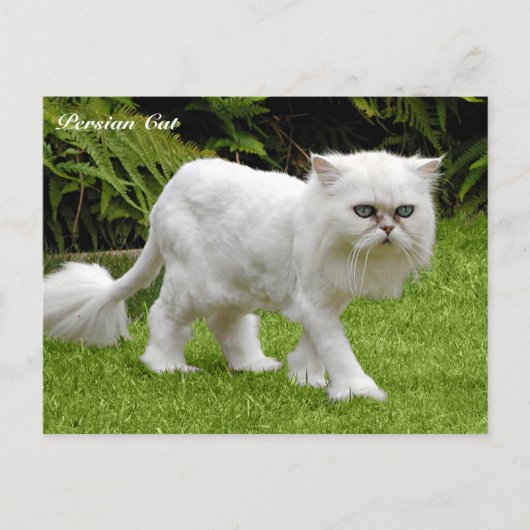 Humoureus White Persian Cat Briefkaart (Voorkant)