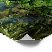 Humoureuze boomkikker die de flank afspeelt poster (Hoek)