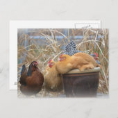 Humoureuze kip briefkaart (Voorkant / Achterkant)