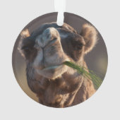 Hump Day Camel Feasting on Green Grass Ornament (achterkant)