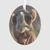 Hump Day Camel Feasting on Green Grass Ornament (voorkant)