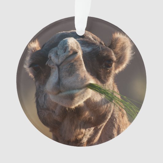 Hump Day Camel Feasting on Green Grass Ornament (voorkant)