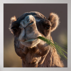 Hump Day Camel Feasting on Green Grass Poster