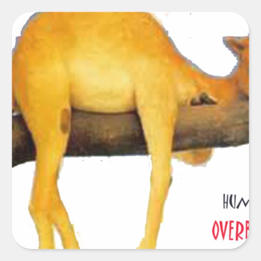 Hump Day Camel ... Overbloed Vierkante Sticker (Voorkant)